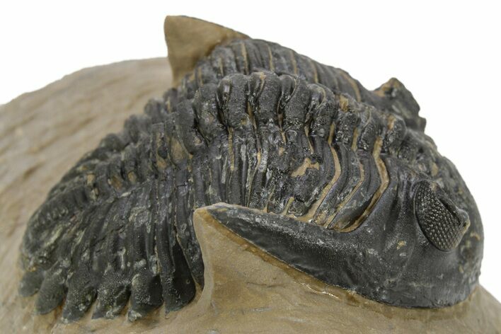 Bargain, Hollardops Trilobite - Foum Zguid, Morocco #363175